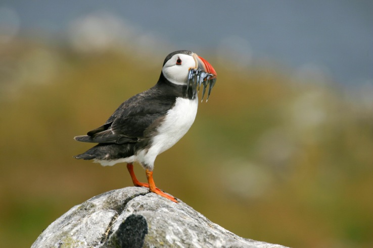 Puffin_adult_Tom_Marshall